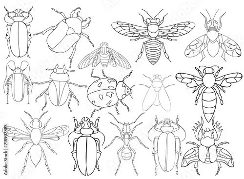 vector, isolated, insect, beetles book coloring, set