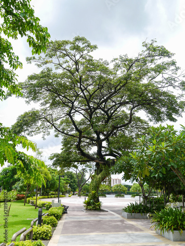 Big trees .