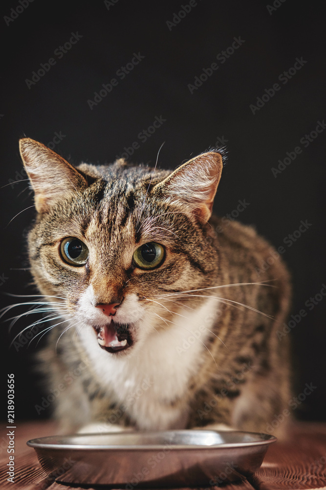 cat eat from meal, cat is sitting near bowl with food cat eat from meal, cat is sitting near bowl with food