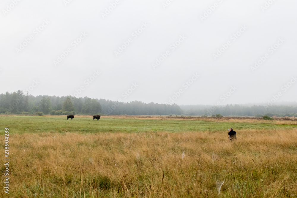 naturalist photographer hidden in the grass with telephoto lens while photographing two bisons in the wild in a forest plain. Wildlife photography