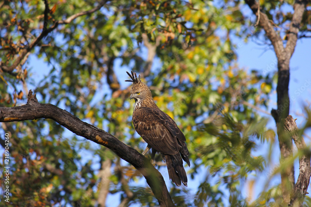 Fototapeta premium Changeable hawk-eagle, Nisaetus cirrhatus. Crested Hawk eagle. Kanha Tiger Reserve, Madhya Pradesh, India
