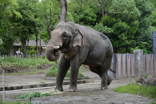 神奈川県のよこはま動物園ズーラシア photo