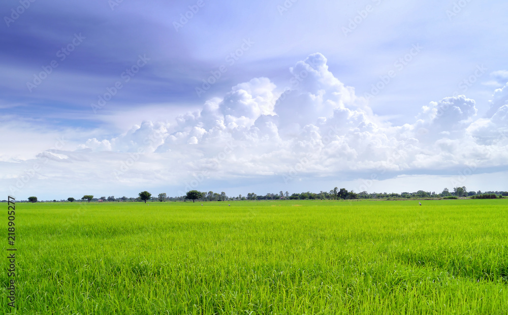 Obraz premium Field in blue sky.