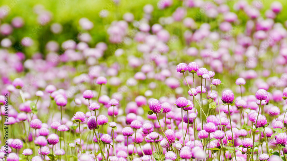 Globe amaranth flowers . Globe amaranth flowers .