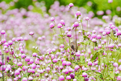 Globe amaranth  flowers .