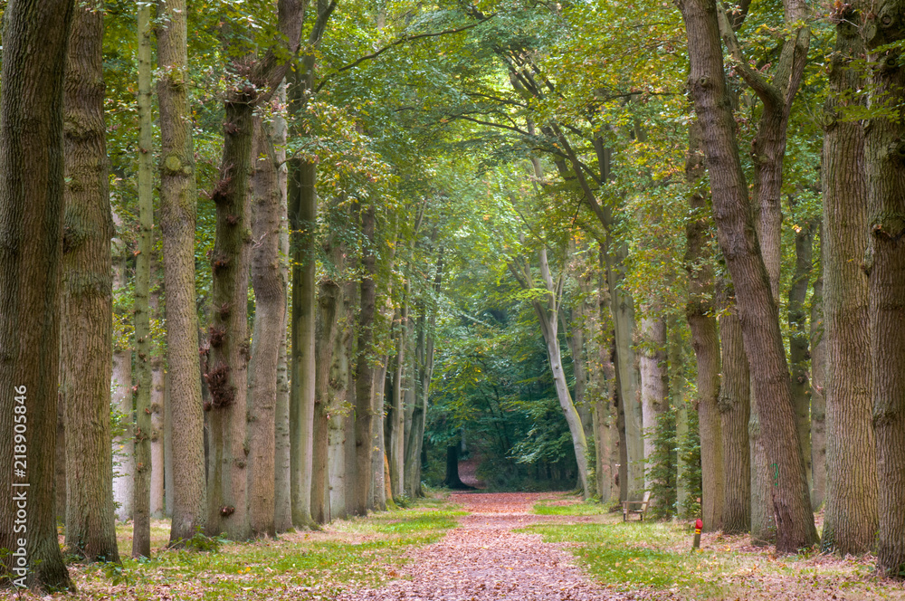 Lane with old oak and beech trees (quercus and fagus) during early autumn