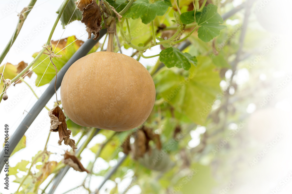 Yellow pumpkin hanging on the tree. Yellow pumpkin hanging on the tree.