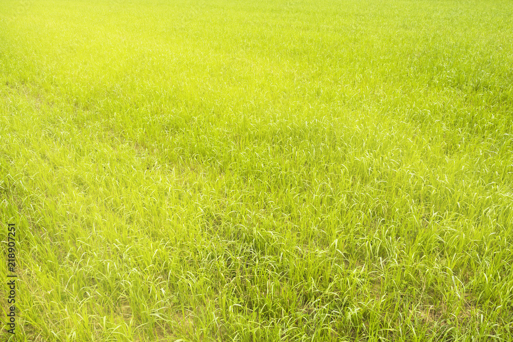 Fresh grass in the sunlight. Green natural background Fresh grass in the sunlight. Green natural background