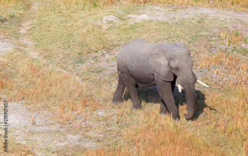 Single elephant walking on a wild track in the Okavango delta  Botswana 