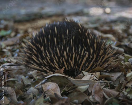 Echidna 