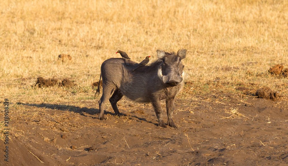 Oxpeckers sitting on a warthog, Namibia Oxpeckers sitting on a warthog, Namibia