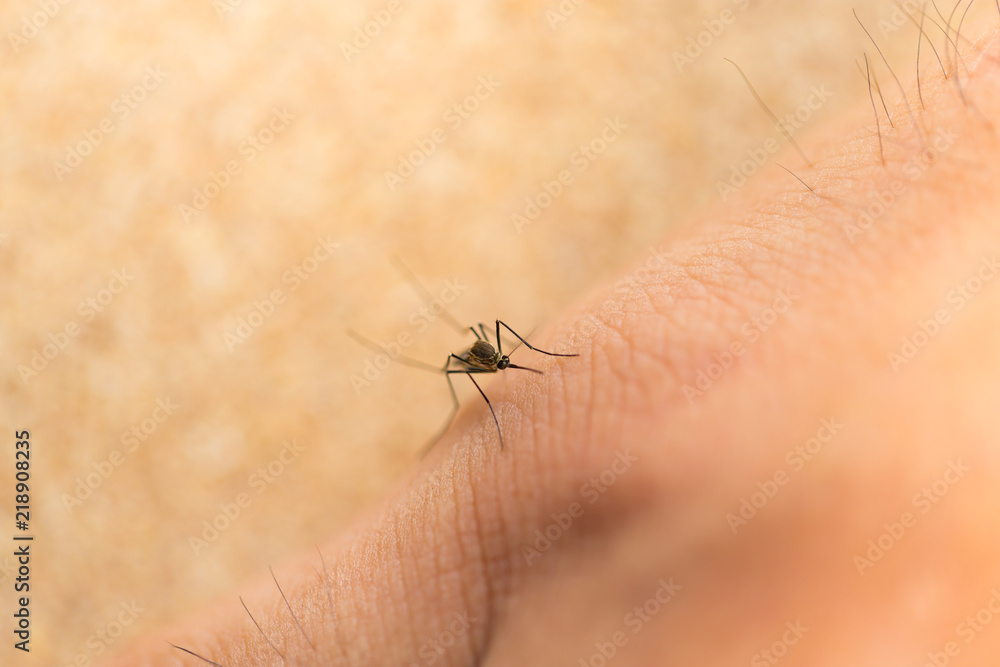 Mosquito sucking blood Mosquito sucking blood