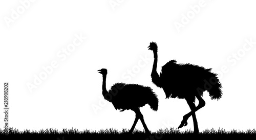 Photography Silhouette the ostrich on white background