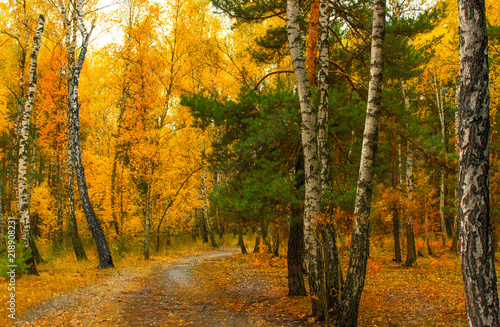Fototapeta Naklejka Na Ścianę i Meble -  walk in the autumn forest. autumn. autumn colors.