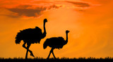 Silhouette the two ostrich on the savanna in the orange sunset sky