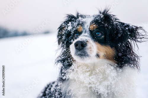 Nala the Miniature Australian Shepherd, Snow