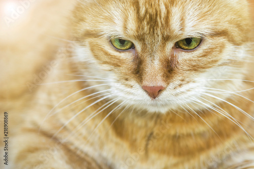 Portrait of beautiful red cat Close up