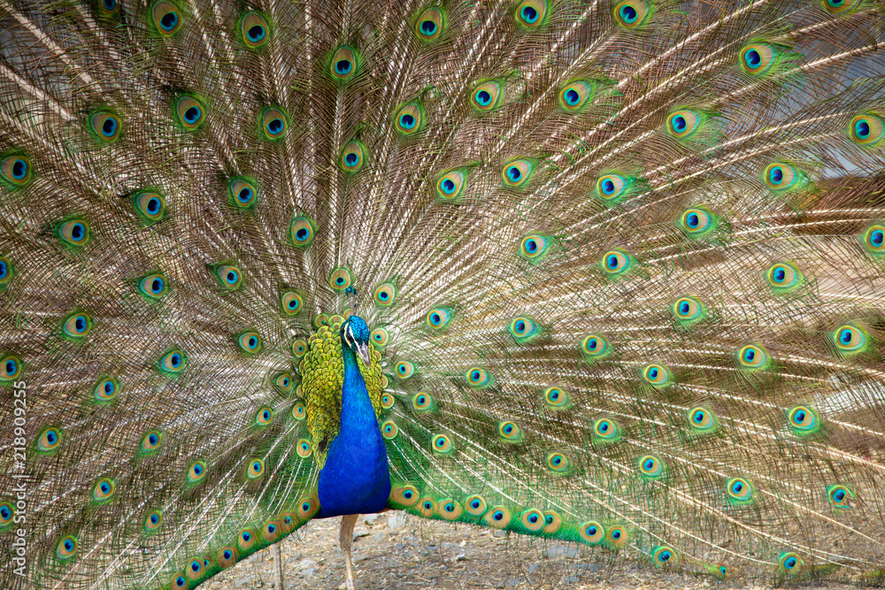 Fototapeta premium Pfau männlich