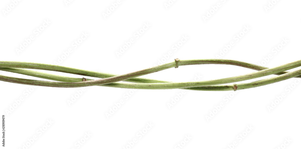Wild dry liana, jungle vine isolated on white background, clipping path Wild dry liana, jungle vine isolated on white background, clipping path