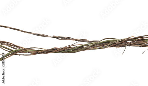 Wild dry liana, jungle vine isolated on white background, clipping path