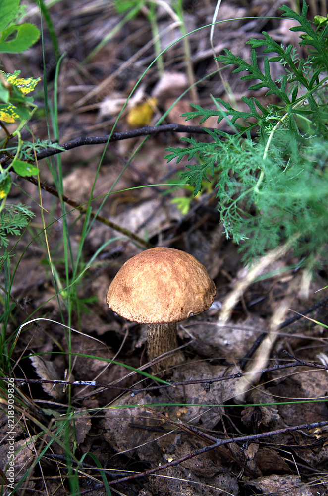 a small mushroom with a brown hat hides in the forest among the grass a small mushroom with a brown hat hides in the forest among the grass