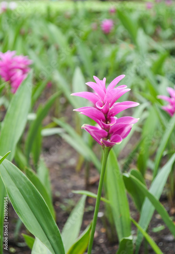 Siam tulip.