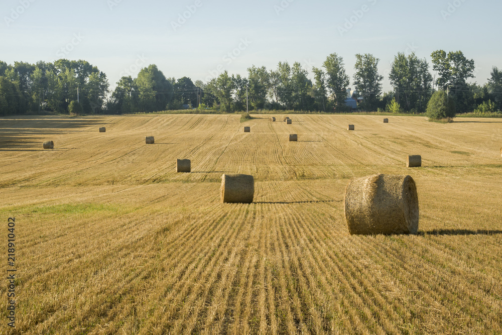 Fototapeta premium Beautiful Summer Farm Scenery with Haystacks. Agriculture Concept.