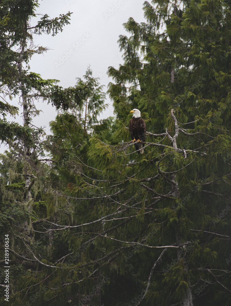 Fototapeta premium Bald eagle sitting on a branch