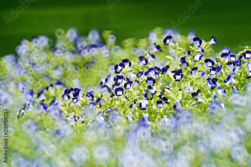 Colorful wishbone flower .