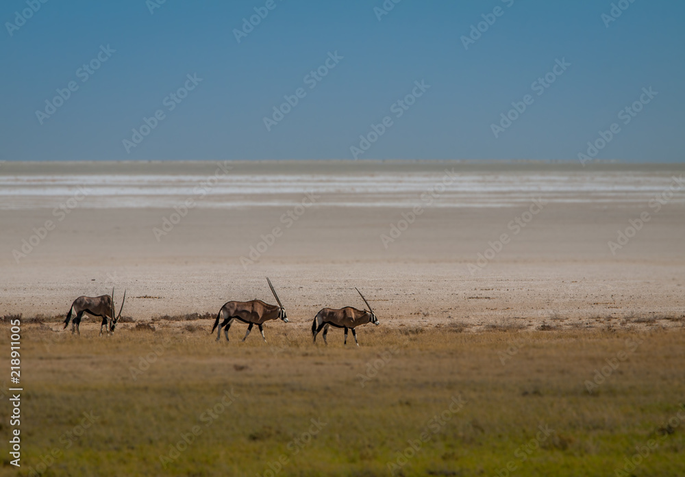 Oryx at Etosha