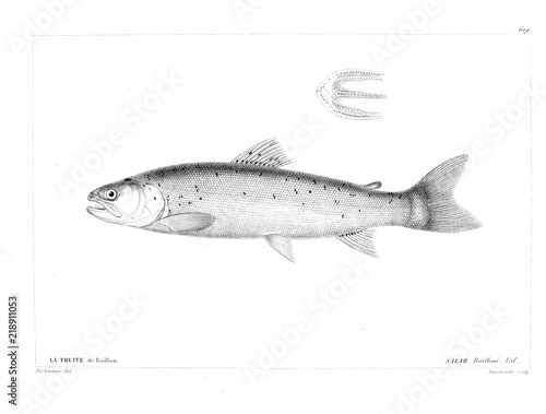 Illustration of fish