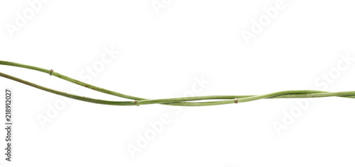 Fotografiet Wild dry liana, jungle vine isolated on white background, clipping path