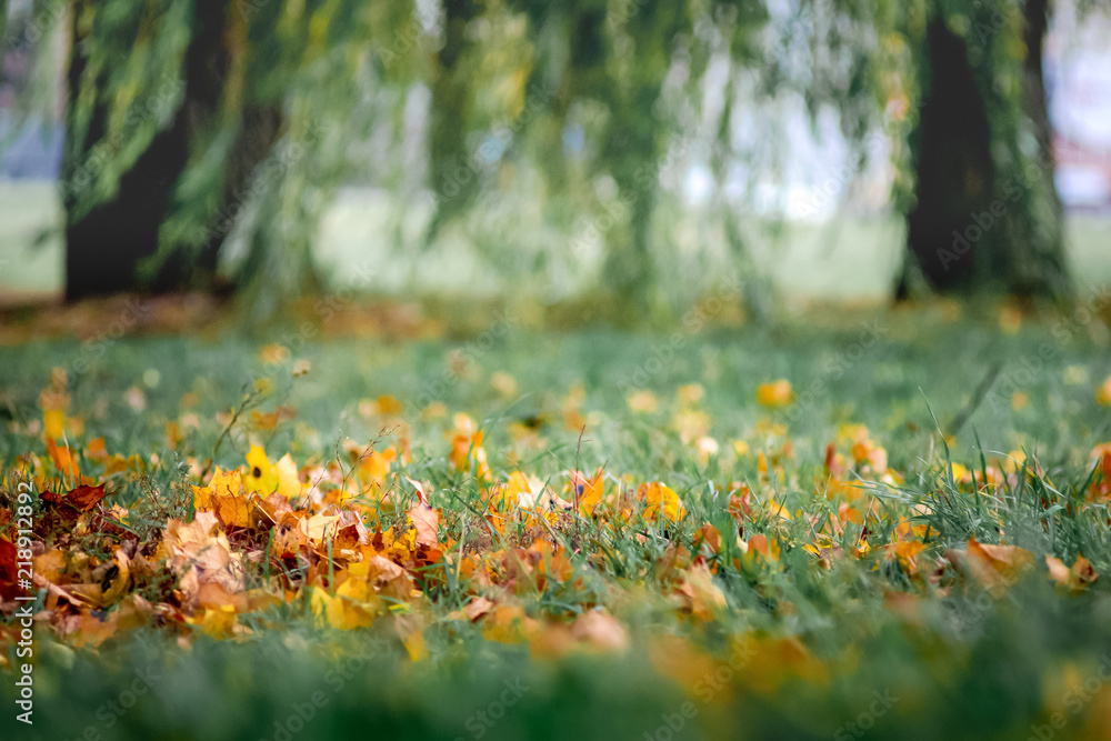 Obraz premium Yellow leaves in the grass on a blurry background. Leaves and grass on the background the trees in the autumn park_