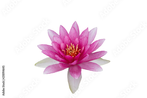 Fototapeta Naklejka Na Ścianę i Meble -  Fel gekleurde lelie op een witte achtergrond