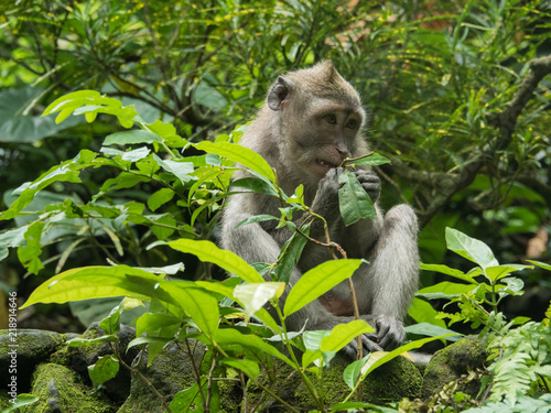 Long Tailed Macaque Monkey photo