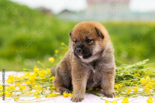 Profile Portrait of lovely two weeks old puppy breed shiba inu sitting on the table in the buttercup meadow