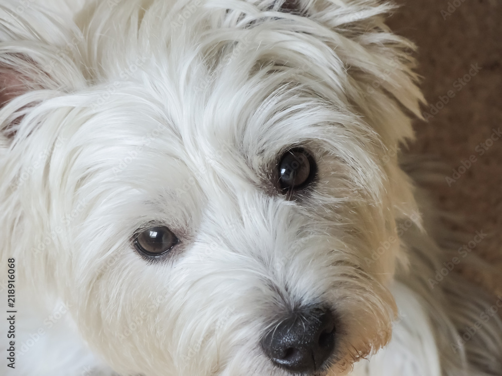West Highland White Terrier looking in the camera West Highland White Terrier looking in the camera