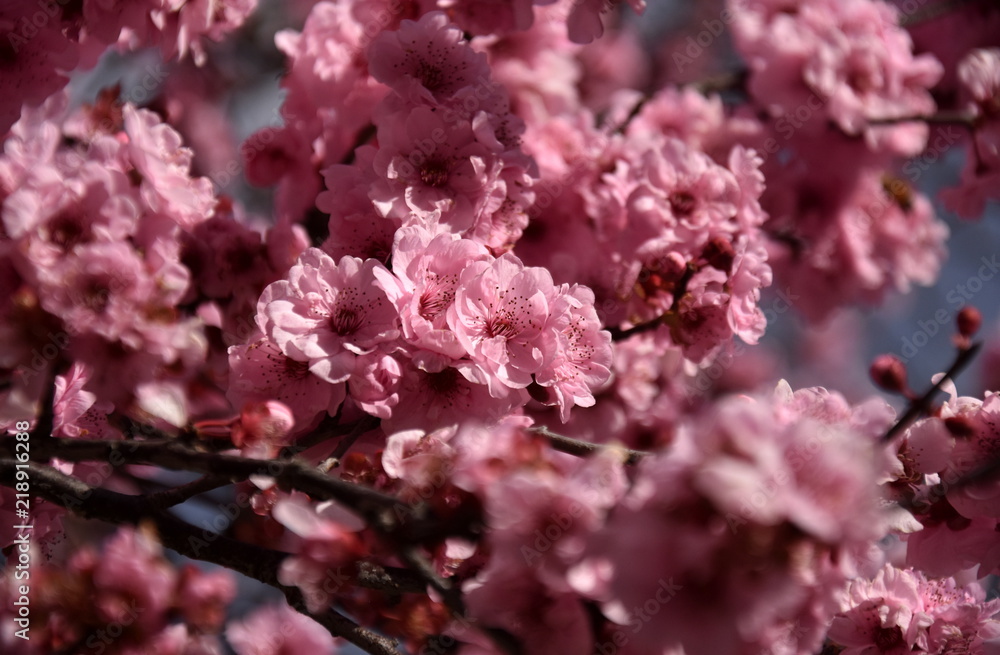 Pink cherry blossom in full bloom. Cherry flowers in small clusters on a cherry tree branch. Sakura Japanese cherry blossoms in the botanic garden. Pink cherry blossom in full bloom. Cherry flowers in small clusters on a cherry tree branch. Sakura Japanese cherry blossoms in the botanic garden.