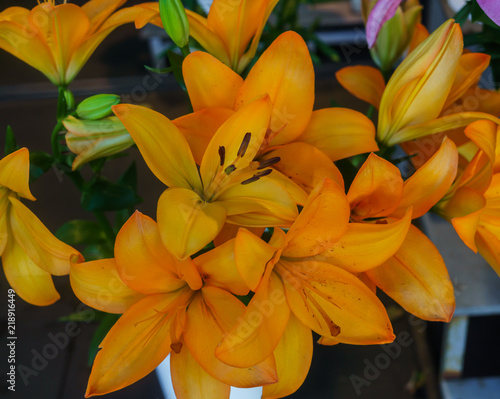 Fototapeta Naklejka Na Ścianę i Meble -  beautiful tender orange lily flowers, unusual shapes growing in the garden