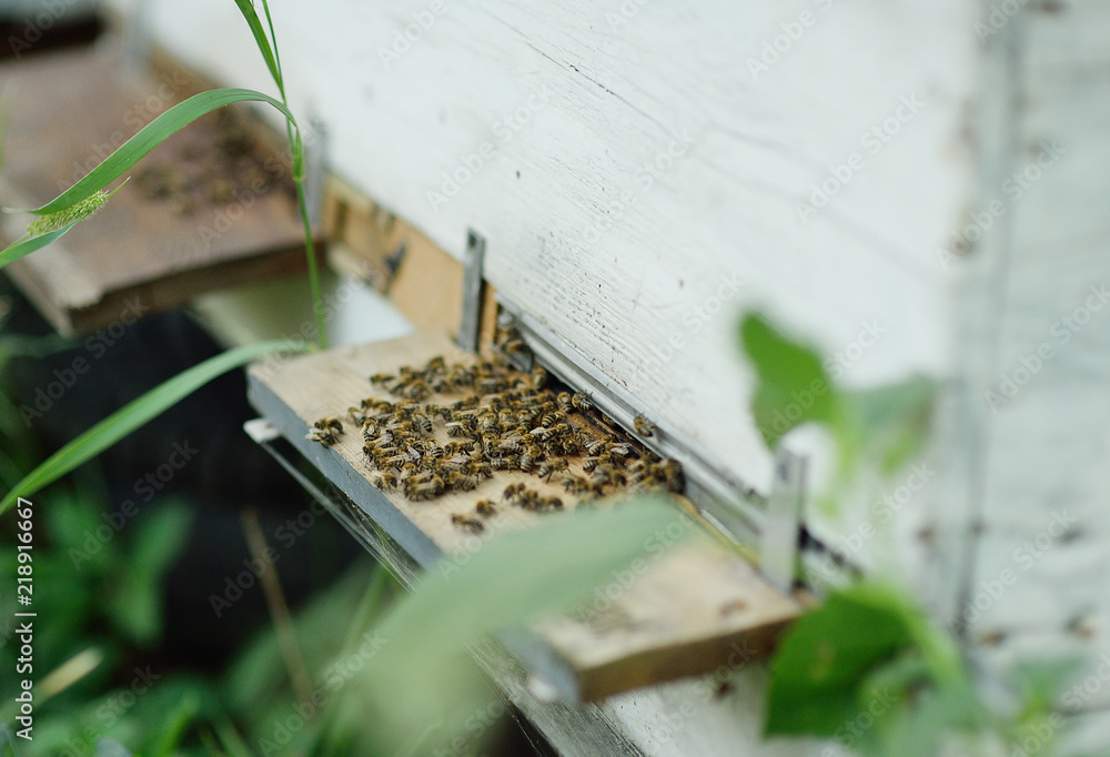family bees closeup on wooden background hive family bees closeup on wooden background hive