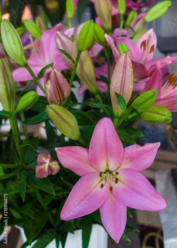 Fototapeta Naklejka Na Ścianę i Meble -  beautiful tender pink lily flowers, unusual shapes growing in the garden
