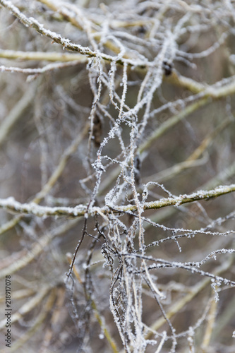 Frozen Twigs