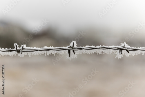 Frozen Barbed Wire