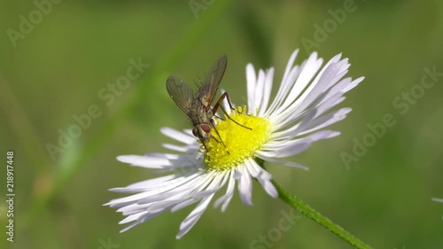 Flower fly species Anthomyia liturata collects nectar on a white Conyza canadensis flower growing in a meadow in the Caucasus mountains photo