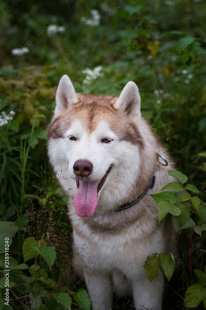 Close-up portrait of free beige and white dog breed siberian husky sitting in the green grass and wild flowers