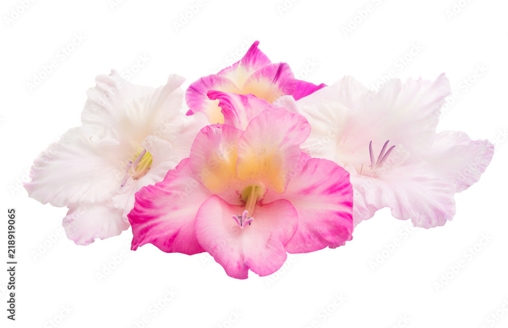 gladiolus flowers isolated gladiolus flowers isolated