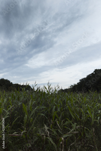 Field On Dark Evening Landscape