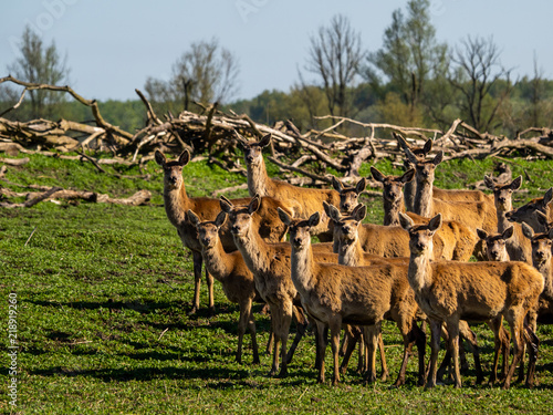 Fototapeta Naklejka Na Ścianę i Meble -  Group of deer