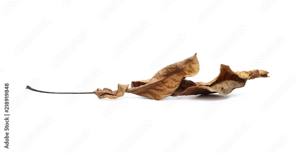 Fototapeta premium Dry leaf isolated on white background