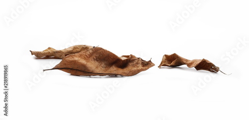 Dry leaf isolated on white background © dule964